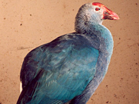 Фото Султанка