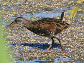 Фото Центральноамериканский пастушок