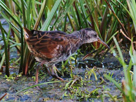 Фото Центральноамериканский пастушок