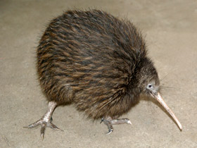 Киви: птица из ящика Киви: птица из ящика