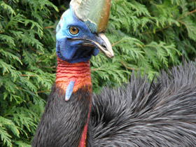 Оранжевошейный казуар Оранжевошейный казуар