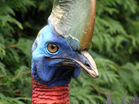 Смотреть фото Оранжевошейный казуар Фото Оранжевошейный казуар