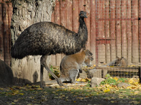 Смотреть фото Эму Фото Эму