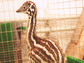 Смотреть фото Эму Фото Эму