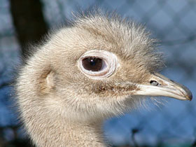 Смотреть фото Нанду Дарвина Фото Нанду Дарвина