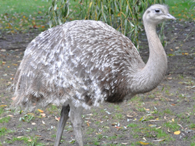 Смотреть фото Нанду Дарвина Фото Нанду Дарвина