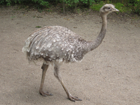 Смотреть фото Нанду Дарвина Фото Нанду Дарвина