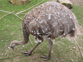 Смотреть фото Нанду Дарвина Фото Нанду Дарвина