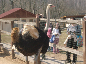 Смотреть фото Африканский страус Фото Африканский страус