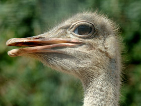 Африканский страус Африканский страус