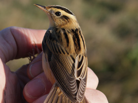 Фото Маленький братишка коростеля