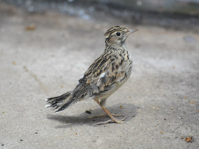 Фото Птичьи гнезда на земле