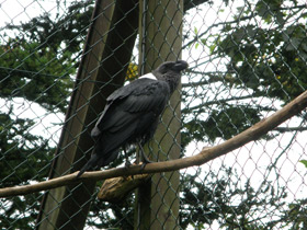 Фото Белощёкий ворон