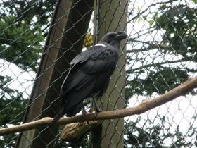 Фото Белощёкий ворон