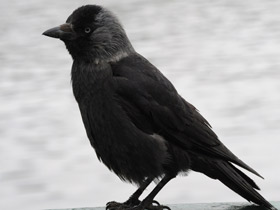 Фото Массовые нашествия животных