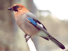 Сойка Сойка