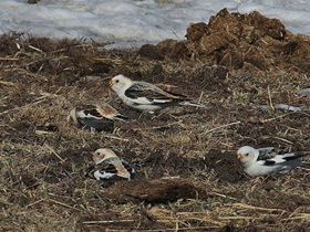 Смотреть фото Пуночка Фото Пуночка