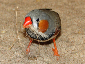 Зебровая амадина Зебровая амадина