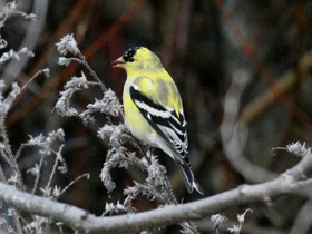 Американский чиж Американский чиж