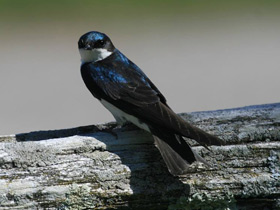 Древесная американская ласточка Древесная американская ласточка