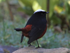 Смотреть фото Водяная горихвостка Фото Водяная горихвостка