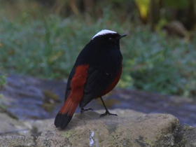 Смотреть фото Водяная горихвостка Фото Водяная горихвостка