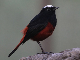 Смотреть фото Водяная горихвостка Фото Водяная горихвостка