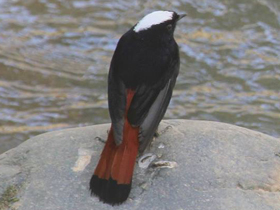 Смотреть фото Водяная горихвостка Фото Водяная горихвостка