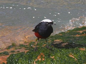 Смотреть фото Водяная горихвостка Фото Водяная горихвостка