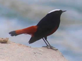 Смотреть фото Водяная горихвостка Фото Водяная горихвостка