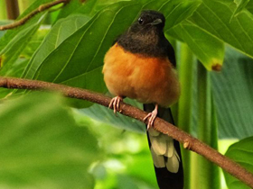 Смотреть фото Белопоясничный шама-дрозд Фото Белопоясничный шама-дрозд