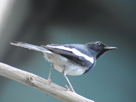 Смотреть фото Сорочий шамо-дрозд Фото Сорочий шамо-дрозд