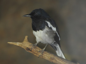 Смотреть фото Сорочий шамо-дрозд Фото Сорочий шамо-дрозд