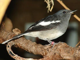 Смотреть фото Сорочий шамо-дрозд Фото Сорочий шамо-дрозд