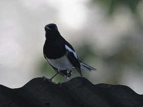 Смотреть фото Сорочий шамо-дрозд Фото Сорочий шамо-дрозд