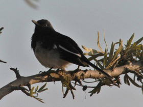Смотреть фото Сорочий шамо-дрозд Фото Сорочий шамо-дрозд