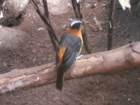 Смотреть фото Седоголовая горихвостка Фото Седоголовая горихвостка