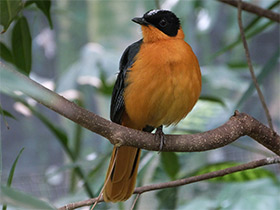 Смотреть фото Седоголовая горихвостка Фото Седоголовая горихвостка