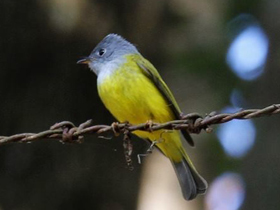 Смотреть фото Сероголовая канареечная мухоловка Фото Сероголовая канареечная мухоловка