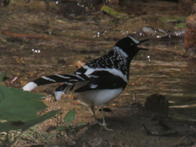 Смотреть фото Пятнистая вилохвостка Фото Пятнистая вилохвостка