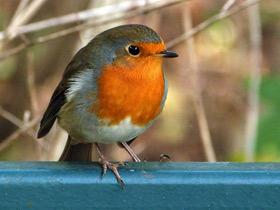 Фото Зарянка