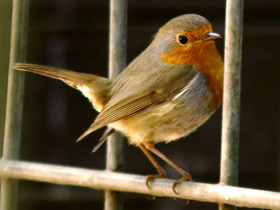 Фото Как малиновка сирот выкормила