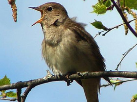 Голоса и звуки животных