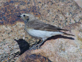 Смотреть фото Каменка-плешанка Фото Каменка-плешанка