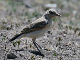 Смотреть фото Каменка-плешанка Фото Каменка-плешанка