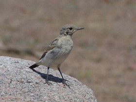 Смотреть фото Каменка-плешанка Фото Каменка-плешанка