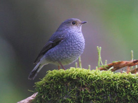 Смотреть фото Сизая горихвостка Фото Сизая горихвостка