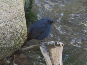 Смотреть фото Сизая горихвостка Фото Сизая горихвостка