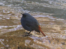 Смотреть фото Сизая горихвостка Фото Сизая горихвостка