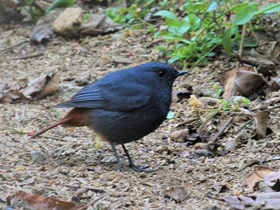 Смотреть фото Сизая горихвостка Фото Сизая горихвостка
